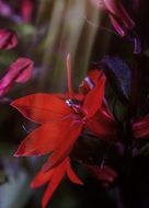 red flowers in the dark