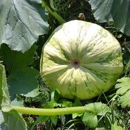 green pumpkin in the garden at the cottage