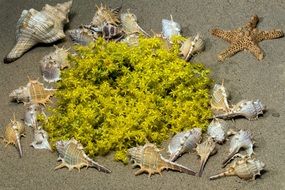 Mussels Sand Blossom