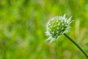 Close-up of the beautiful green and white, fluffy flower