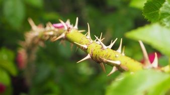 garden bush with sharp thorns