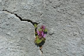 plant grows in a crack of stone