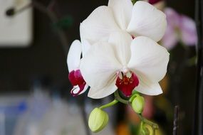 white orchid with pink core closeup