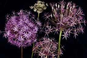 Ornamental onion flowers in the spring