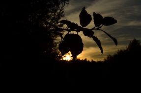 Leaves at the back light