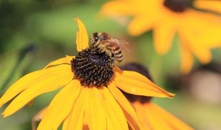 Bee on the blossoming yellow flower