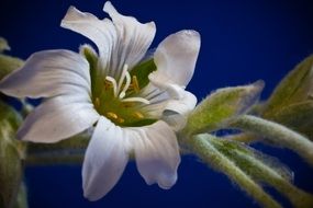 Beautiful Cerastium Tomentosum bloom