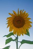 sunflower living nature