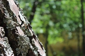 tree trunk in the forest close up