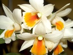 White Orchid Flowers