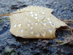 Autumn Fall Leaf with Water Drops