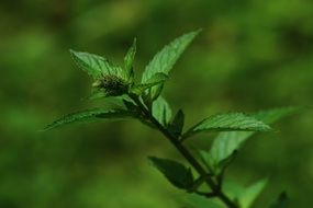 Close up photo of Green Mint branch
