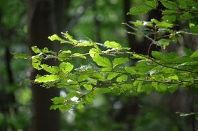 green foliage in the play of light and shadow close up