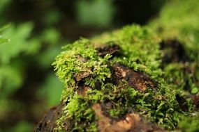 Closeup photo of moss on a tree stump