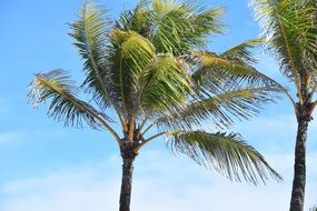 wind develops tropical palm leaves