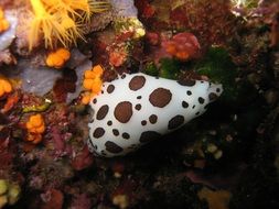 the underwater world of the ocean in Marseille