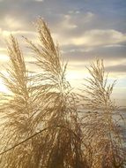 Landscape with the Japanese silver grass