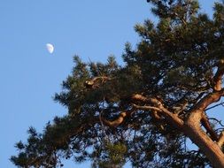 tree under blue sky with moon