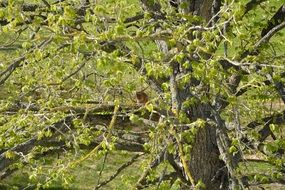 squirrel on a tree among light green foliage