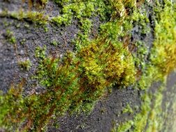 splendiferous green Moss