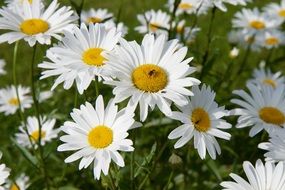 beautiful white daisies, background