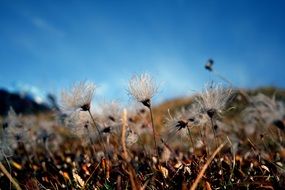 Autumn Flower Plant macro view