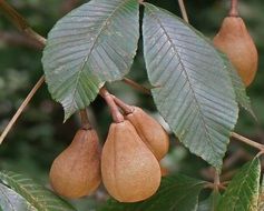 Chestnut brown Pods in green leaves