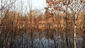 thickets of bare Trees on riverside at Autumn