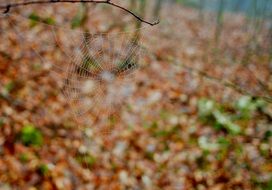 stunningly beautiful Web Forest