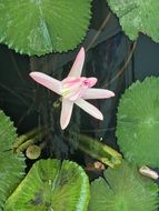 light pink water lily on the water