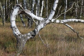 curved tree among wetlands