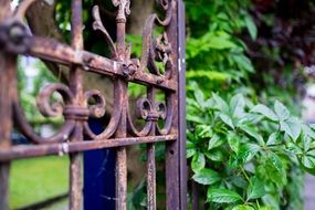 Plants growing up on a Stainless fence