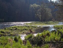 river landscape against a dense forest