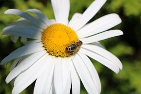 bee on a camomile in the game of light and shadow