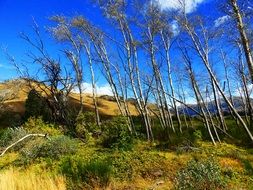 trees on a hill in new zealand