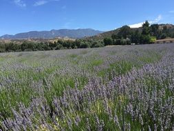 lavender fields against the backdrop of mountains in California