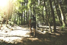 tourist in the sunny forest