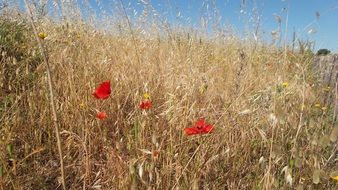 Poppies in yellow dry grass