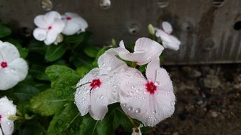 extraordinary Flower with Raindrops