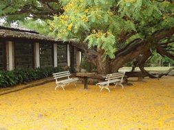 wooden garden furniture under acacia