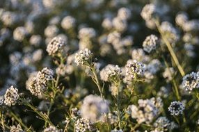 wild flowers on a field in summer