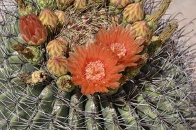 Barrel Cactus with Orange Flower closeup