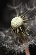 seed head of dandelion flower