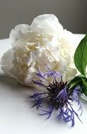 Close-up of the beautiful white and purple hydrangea flowers