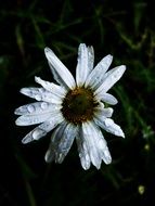 Flower White Daisy Nature Flower