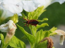Red Beetle