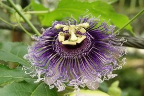 Passiflora Incarnata or passion flower
