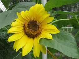 bee on a bright sunflower close-up on a blurred background