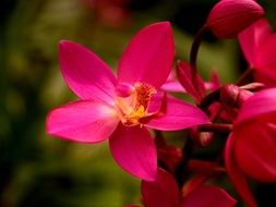 Bright pink flower blooms