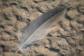 Feather Sand Beach Nature